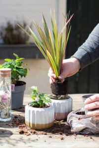 Vier de lente met Plant Rebelz!